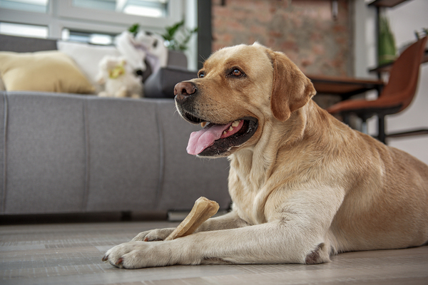 Labrador chewing on a bone.